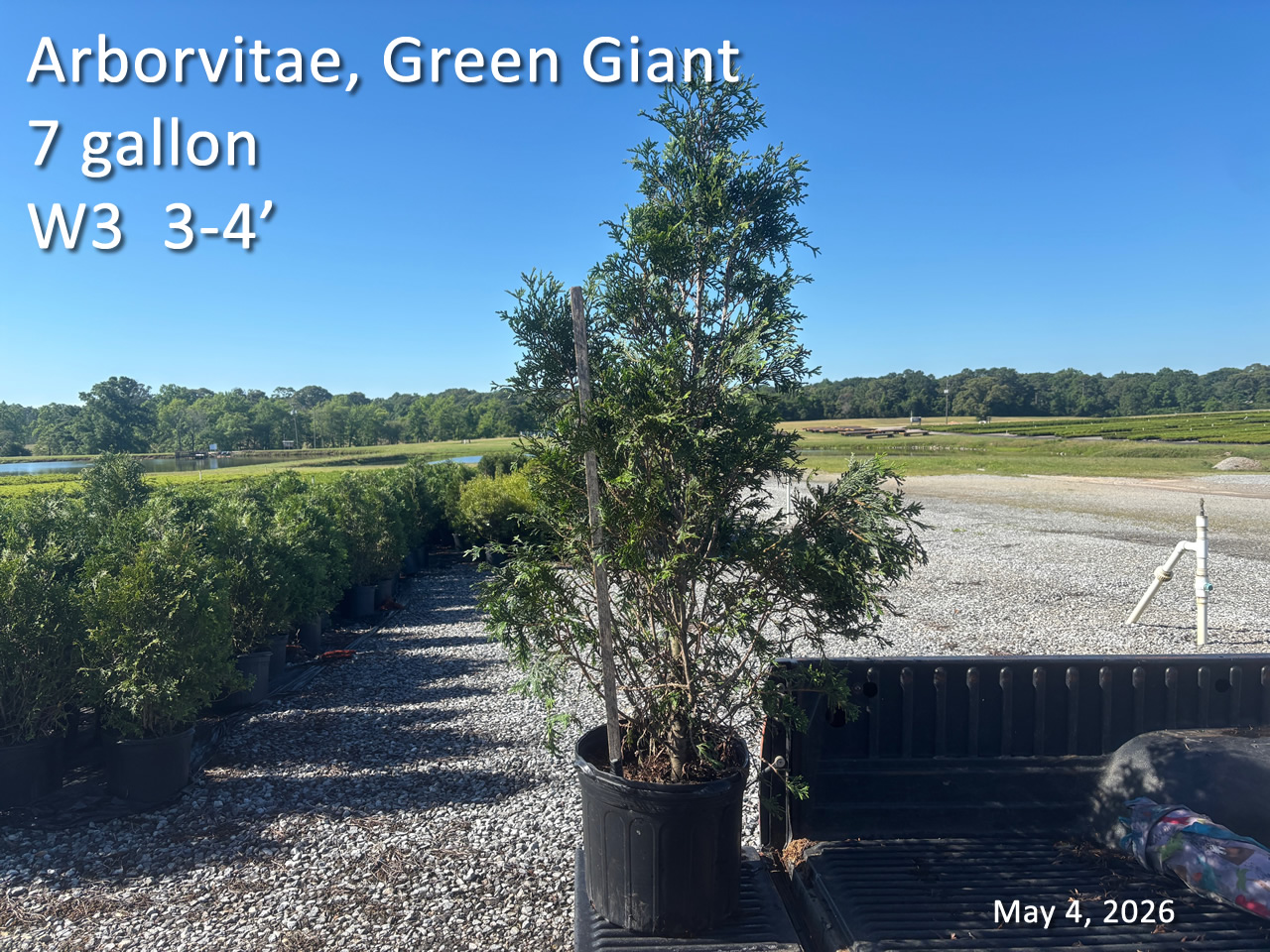 gallery/avgg7 w3 may4.jpg